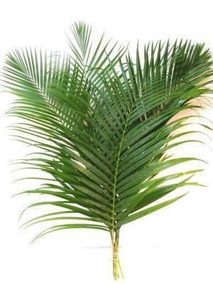 FEUIL. KENTIA 120CM 5T